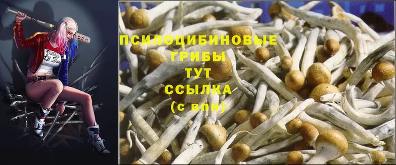 Псилоцибиновые грибы Psilocybine cubensis  закладка  Николаевск 